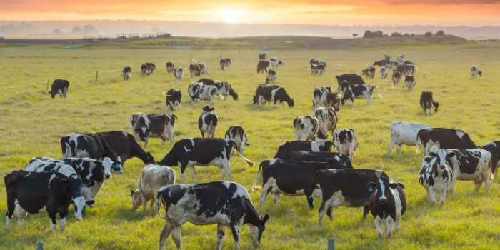 Fonterra selects msg global for S/4 Transformation