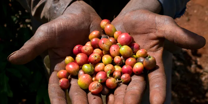 SAP Rural Sourcing Management