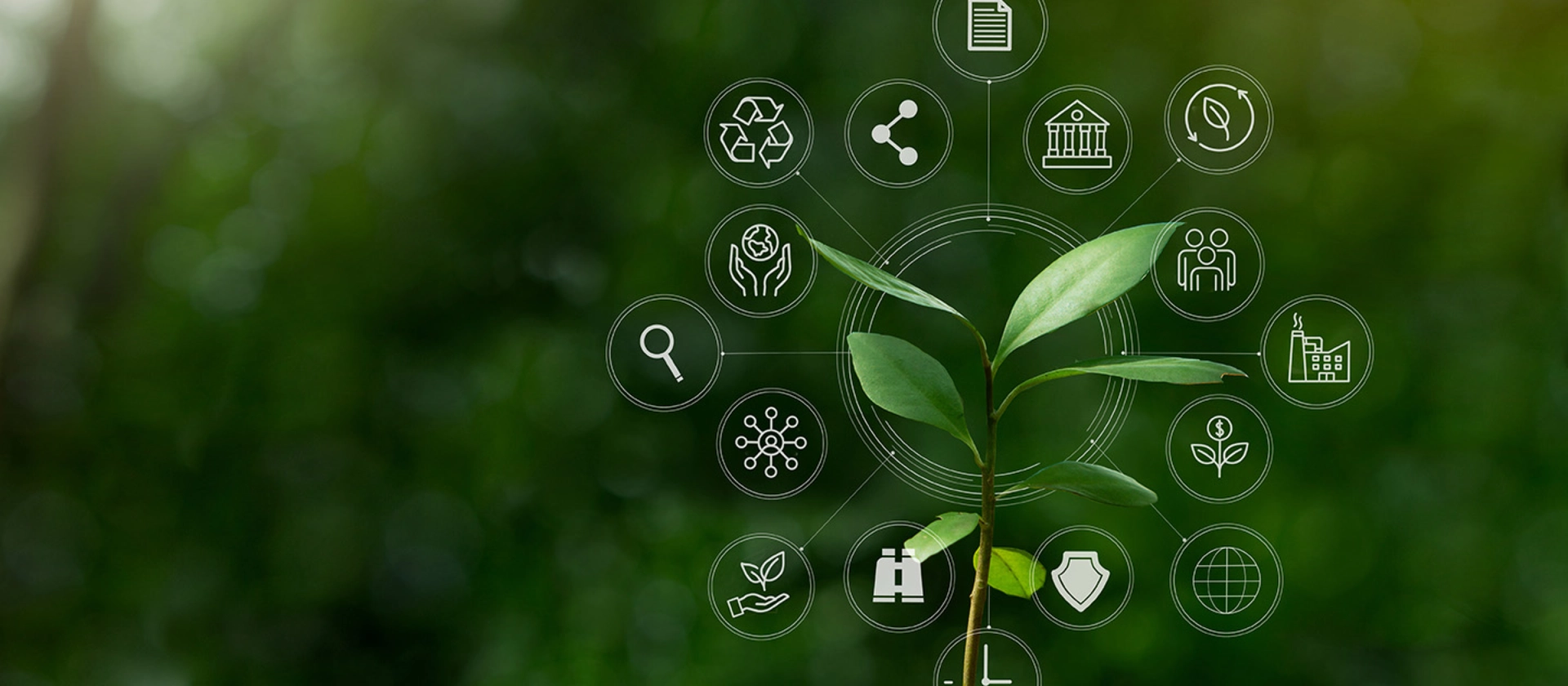 Pflanze mit verschiedenen Bereichen in denen Nachhaltigkeit wichtig ist
